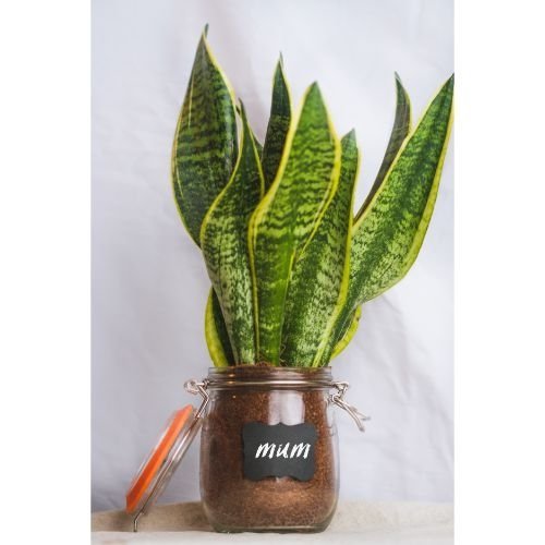 Weckpot, Glas, 0.75 L - Home Made